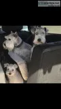 All White Female 1 Year Mini Schnauzer