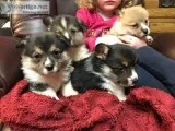Beautiful Corgi Puppies