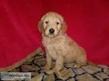 Goldendoodle Puppies