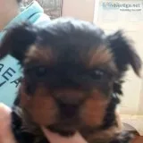 Adorable Yorkie puppy up for adoption