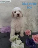 Springerdoodles
