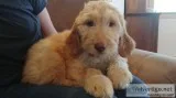 Labradoodle puppies