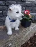 Westies