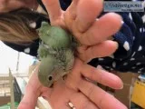 handfeed love bird