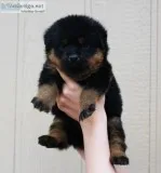 AKC German Rottweiler Puppies