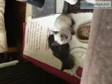Kittens
