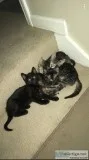 6 week old kittens to good home 10