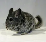 Chinchillas for sale