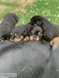 Rottweiler puppies