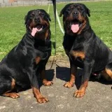 Gorgoues Rottweiler Pups For Sale