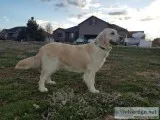 Golden Retriever Puppies-English Cream
