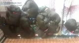 AKC Chocolate Lab Puppys