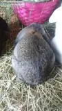 Holland Lop Earred Bunnies