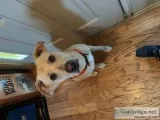 2 Free Lab Mixes