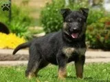 Female 12 weeks old German Shepherd
