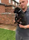 MF LABRADOR RETRIEVER PUPPIES TEXT 832 510 0096