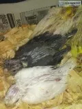 Cocktiel babies