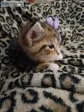 Cute cat for sale