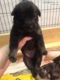 German Shepard