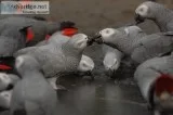 african grey parrots for sale