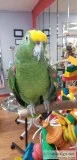 Panama Amazon
