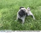 Astute Fawn Male Pugotis Akc Registered Pug Puppy