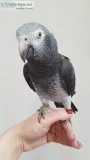 Timneh African grey