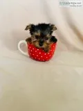 Yorkie Puppy
