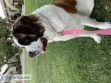 St. Bernard