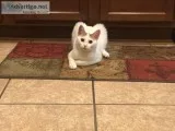 8 month old Cat