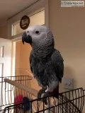 Gorgeous Well Trained African Grey Full Set Up