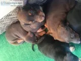 Doberman pincher puppy
