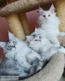Maine Coon Kittens Ready to Go Now.
