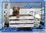 Legend Male Labrador Retriever