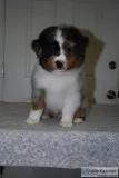 AKC Miniature American Shepherds  Mini Aussies