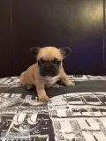 Pug puppies PEDIGREE top quality