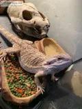 Bearded Dragon