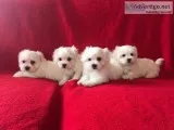 ADORABLE MF MALTESE PUPPIES FOR REHOMING TEXT 973 475 5157
