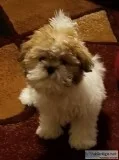 BichonShih Tzu