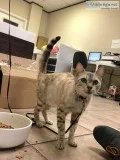 Beautiful Bengal Cat for sale
