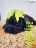 Shihtzu