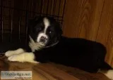 Australian Shepherd Puppies