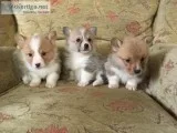 Top Quality Corgi Puppies