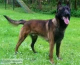 AKC KNPV PH1 Sire Belgian Malinois Puppies For Sale