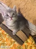 8 weeks old tabby kittens