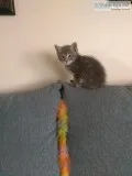 Kitten (Lily)