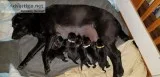 AKC Champion Bloodline Black Labrador Retriever puppies for sale
