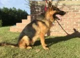 AKC German Shepherd  puppies