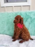 Irishdoodle Beautiful 12 weeks old female