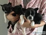 Adorable AKC French Bulldog puppies